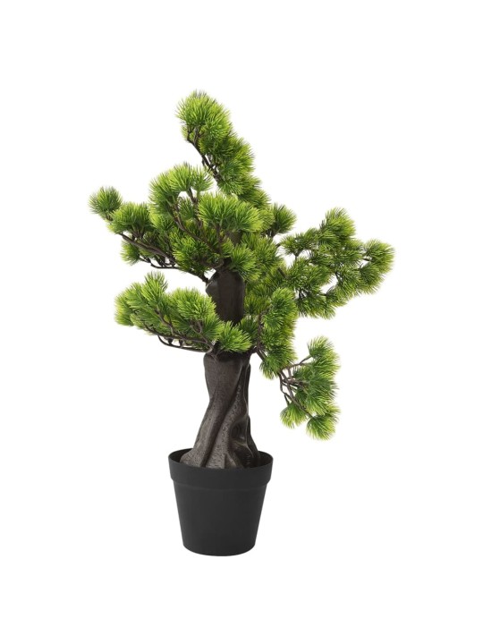 Priedes bonzai ar podiņu, 60 cm, zaļš