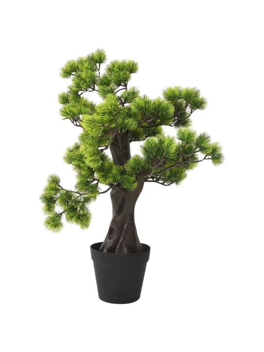 Priedes bonzai ar podiņu, 60 cm, zaļš