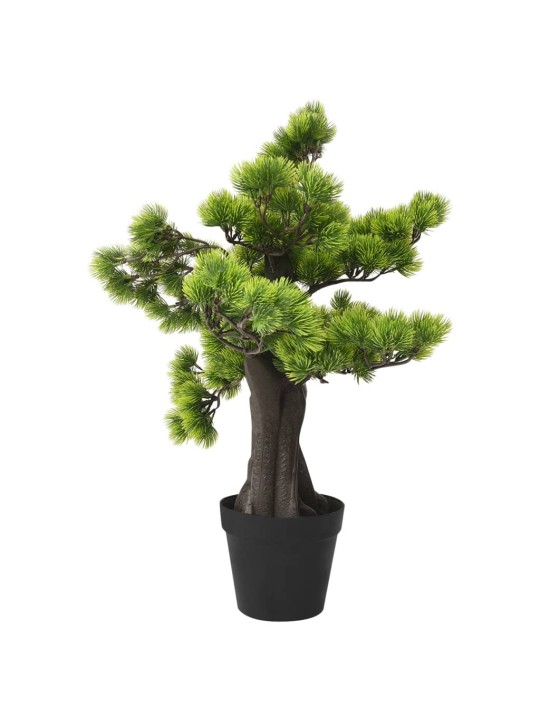 Priedes bonzai ar podiņu, 60 cm, zaļš